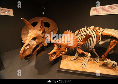 Triceratops esposti nel Museo delle Rockies a Bozeman, Montana Foto Stock