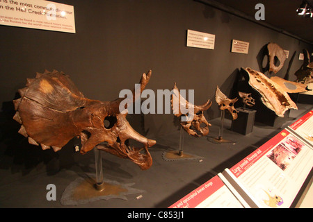 Triceratops esposti nel Museo delle Rockies a Bozeman, Montana Foto Stock