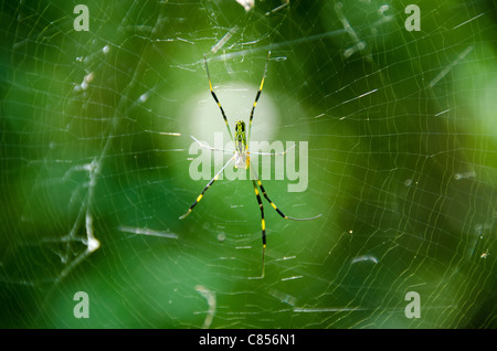 Femmina di una seta dorata orb-Weaver, nephila clavata sulla sua rete Foto Stock