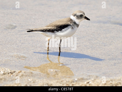 Un uccello di Wilson: Charadrius wilsonia, visto qui in piedi sulla riva. Foto Stock