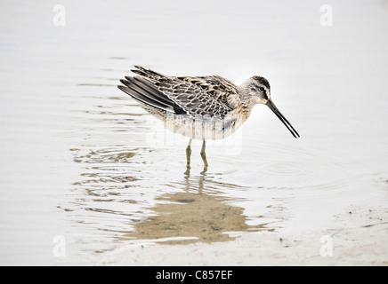 Un uccello di Dowitcher a breve fattura- Lignodromus griseus- visto qui in piedi in acqua. Foto Stock