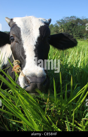 In bianco e nero di razza jersey mucca in erba verde Foto Stock