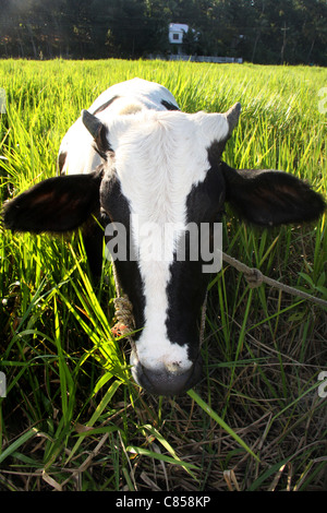 In bianco e nero di razza jersey mucca in erba verde Foto Stock