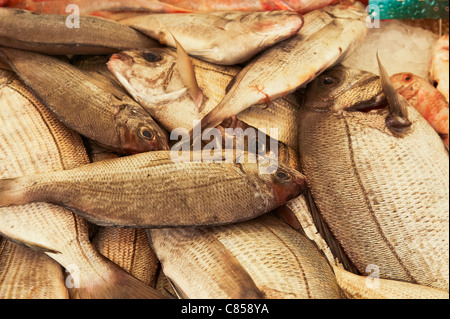 Pressione di stallo di mercato la visualizzazione di pesci catturati in Normandia Francia Foto Stock