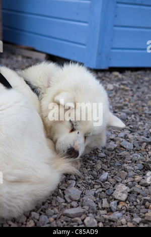 Bianco Sleepng husky o sled dog, presso la base di ricerca scientifica di Ny Alesund, Svalbard Foto Stock