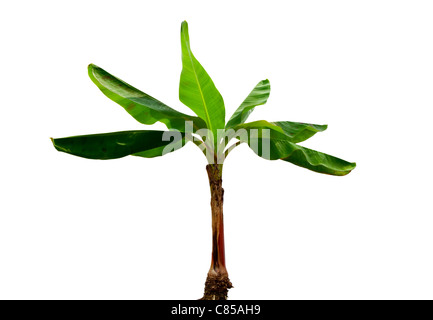Musa piante di banana isolato su sfondo bianco Foto Stock