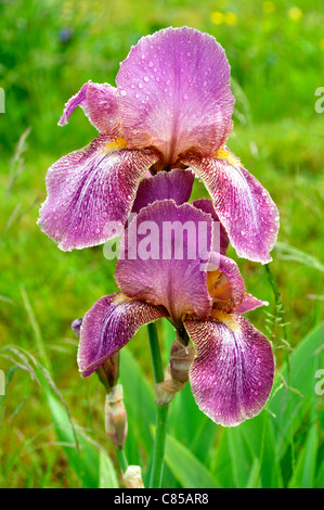 Giardino iris, Tedesco, iris iris barbuto, Fleur de Lis, bandiera (Iris germanica). Foto Stock