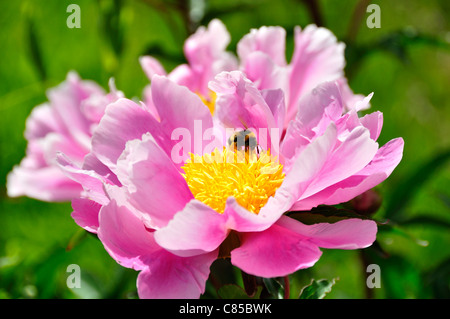 Peonia (Paeonia officinalis) in fiore, con un ape. Foto Stock