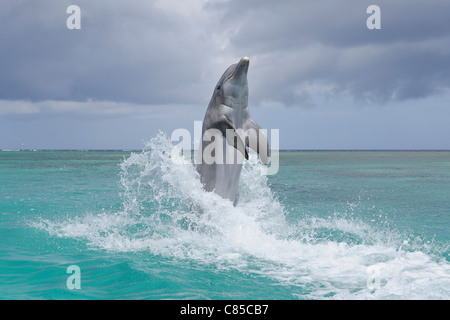 Comune di delfini Bottlenose in mare, Roatan, isole di Bay, Honduras Foto Stock