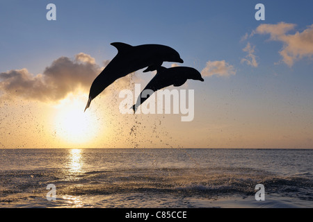 Comune di delfini a naso di bottiglia saltare in mare al tramonto, Roatan, isole di Bay, Honduras Foto Stock
