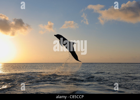 Comune di delfini Bottlenose Jumping in mare al tramonto, Roatan, isole di Bay, Honduras Foto Stock