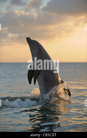 Comune di delfini Bottlenose in mare al tramonto, Roatan, isole di Bay, Honduras Foto Stock