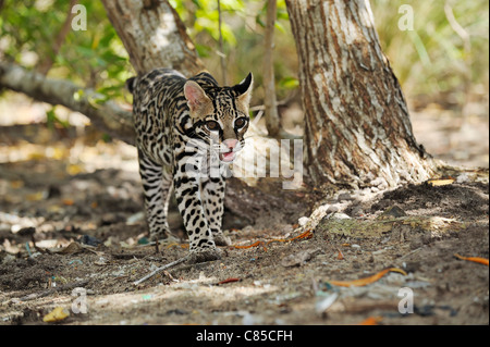Ocelot in foresta, Roatan, Bay Islands Honduras Foto Stock