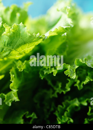 Close-up di foglia verde lattuga Foto Stock