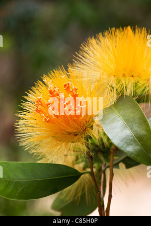 Close-up di polvere gialla puff (Stifftia chrysantha) fiore Foto Stock