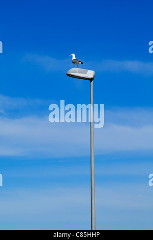 Seagull appollaiato sulla luce Post Foto Stock