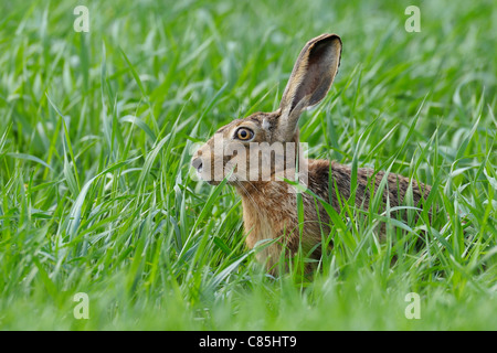 European Brown Hare, Hesse, Germania Foto Stock