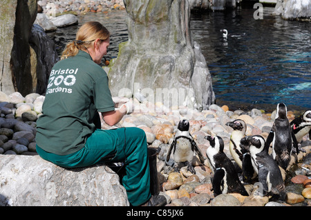 Custode dello zoo di Bristol Zoo penguin enclosure alimenta i pinguini pur offrendo una presentazione. Foto Stock