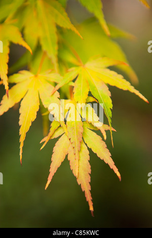 Close-up di foglie di autunno, Seattle, Washington, Stati Uniti d'America Foto Stock