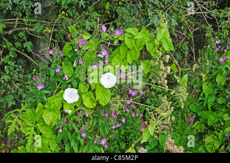 Hedge centinodia Calystegia sepium ritorto intorno Grande willowherb Epilobium hirsutum e Hogweed Heracleum sphondylium Foto Stock