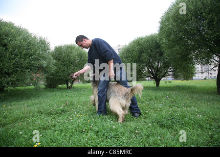 Addestramento del cane. Briard Foto Stock