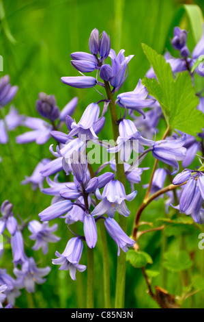 Spanish Bluebells Hyacinthoides hispanica in piena fioritura. Foto Stock