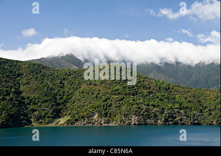 Lo stretto di Cook vicino a Queen Charlotte Sound Strai Cook Isola del Sud della Nuova Zelanda da un traghetto passeggeri Foto Stock