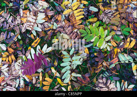 Foglie di autunno sul terreno. Foto Stock
