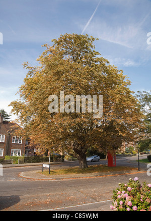 Cavallo comune castagno Aesculus hippocastanum danneggiato dalla foglia miner tarma Cameraria ohridella Foto Stock