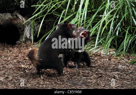 Diavolo della Tasmania, sarcophilus harrisi,due adulti in cattività in lotta per il cibo Foto Stock