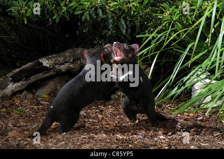 Diavolo della Tasmania, sarcophilus harrisi,due adulti in cattività in lotta per il cibo Foto Stock