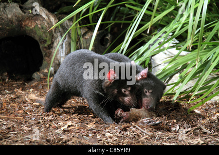 Diavolo della Tasmania, sarcophilus harrisi,due adulti in cattività alimentare su una gamba di canguro Foto Stock