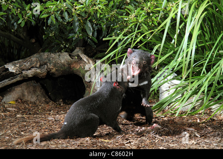 Diavolo della Tasmania, sarcophilus harrisi due adulti in cattività in lotta per il cibo Foto Stock