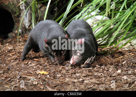 Diavolo della Tasmania, sarcophilus harrisi,due adulti in cattività alimentare su una gamba di canguro Foto Stock