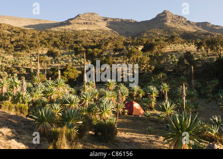 Elk200-2490 Etiopia, Simien Mountains National Park, Chenek, campeggio Foto Stock