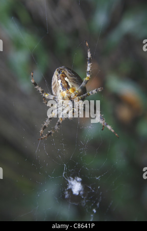 La parte inferiore del giardino Orb spider in web Araneus diadematus Foto Stock