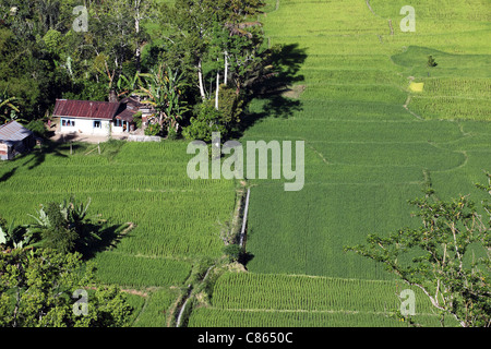 Risaie nel canyon Sianok in Bukittinggi. Foto Stock