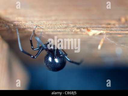 Black Widow spider Latrodectus hesperus femmina adulta. Foto Stock