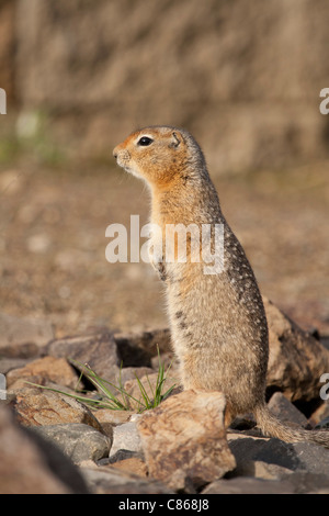 Terra artica scoiattolo Spermophilus parryii, in piedi Foto Stock