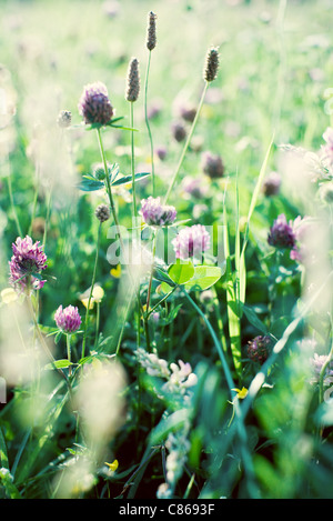 Fiori d'aglio Foto Stock