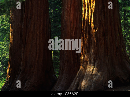 Sequoie giganti di Mariposa Grove, il Parco Nazionale di Yosemite Foto Stock