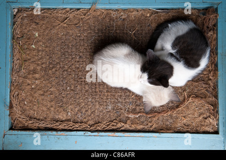 Una cucciolata di gattini addormentati su un vecchio tappetino, Regno Unito Foto Stock