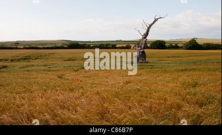 Lonely Albero morto Foto Stock