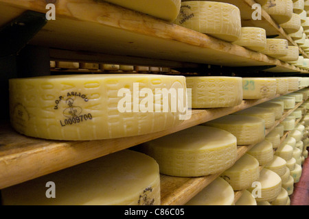 Formaggi la stagionatura in celle frigorifere a Pennar diario in Asiago, Veneto, Italia Foto Stock