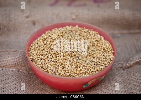 Semi di coriandolo in vendita presso Khari Baoli spezie e cibi essiccati mercato, Vecchia Delhi, India Foto Stock