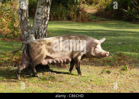 Scrofa da riproduzione il roaming libero e foraggio per ghiande e frutti caduti durante due mesi autunno pannage stagione nella nuova foresta. Foto Stock