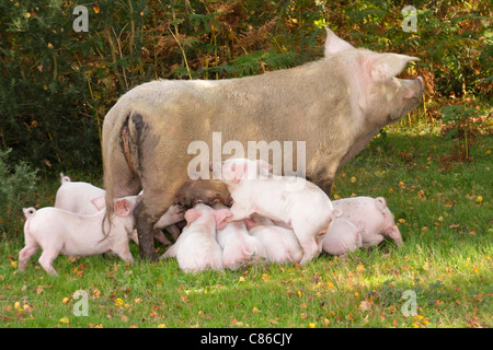 I suini in pannage a New Forest National Park, seminare con lettiera di suinetti lattante durante due mesi di autunno pannage stagione. Foto Stock