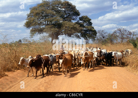 Kigoma, Tanzania. Maasai pastore con la sua mandria di bovini su una strada sterrata. Foto Stock