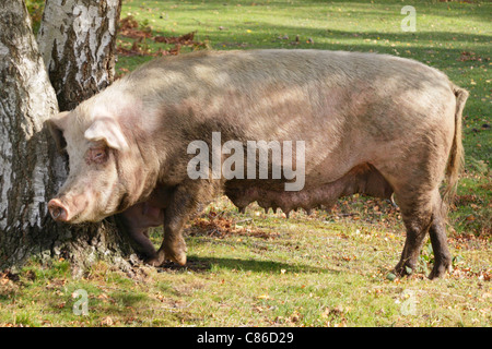 Scrofa da riproduzione il roaming libero e foraggio per ghiande e frutti caduti durante due mesi autunno pannage stagione nella nuova foresta. Foto Stock