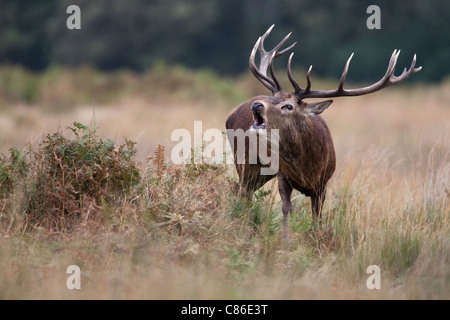 Stags durante il Red Deer Rut Foto Stock